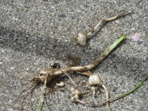 IMG_1955