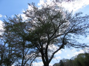 IMG_2000