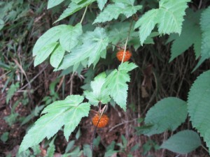 IMG_0824