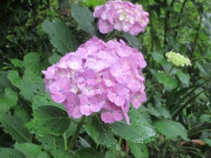 IMG_1672[]