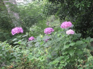 IMG_1748